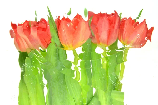 Verschwommene Tulpen isoliert auf weißem Hintergrund — Stockfoto
