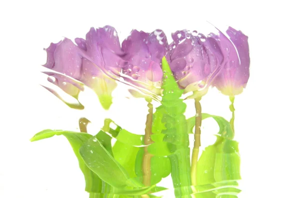 Tulipes floues isolées sur fond blanc — Photo