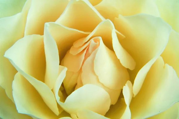 Close-up de uma rosa — Fotografia de Stock