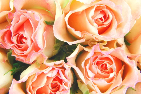 Bund frischer rosa Rosen — Stockfoto