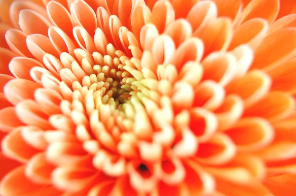 Closeup of beautiful chrysanthemum flowers — Stock Photo, Image