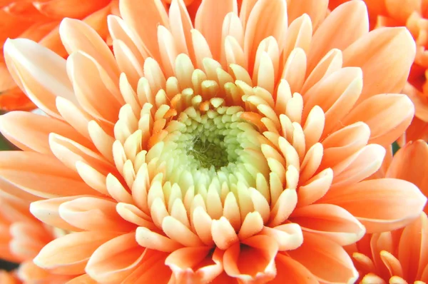 Closeup krásné chrysanthemum květiny — Stock fotografie