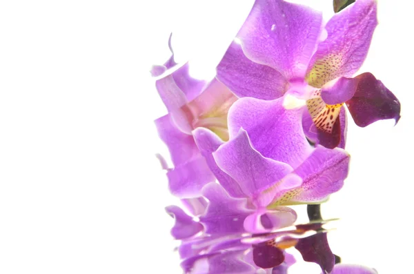 Orquídeas borrosas aisladas sobre fondo blanco — Foto de Stock