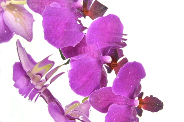 Verschwommene Orchideen isoliert auf weißem Hintergrund — Stockfoto