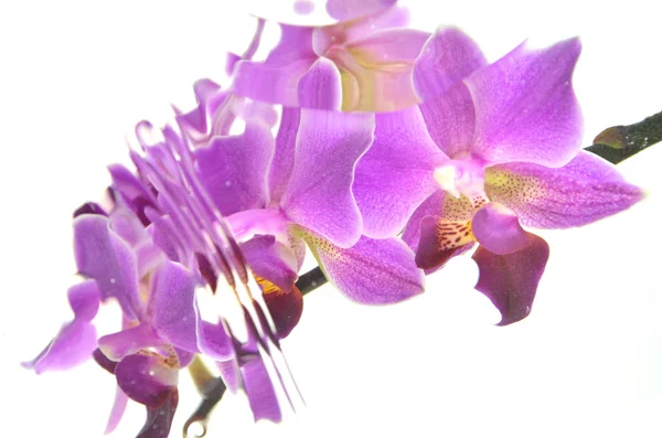Bulanık orkide beyaz zemin üzerine izole — Stok fotoğraf