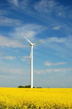 kolza tohumu alan üzerinde rüzgar türbini