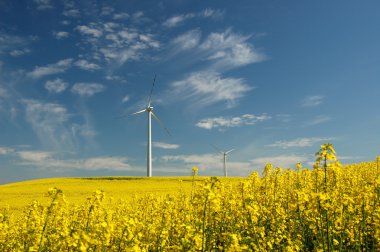 kolza tohumu alan üzerinde rüzgar türbini