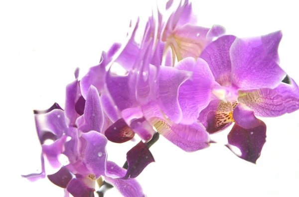 Wazig orchideeën geïsoleerd op witte achtergrond — Stockfoto