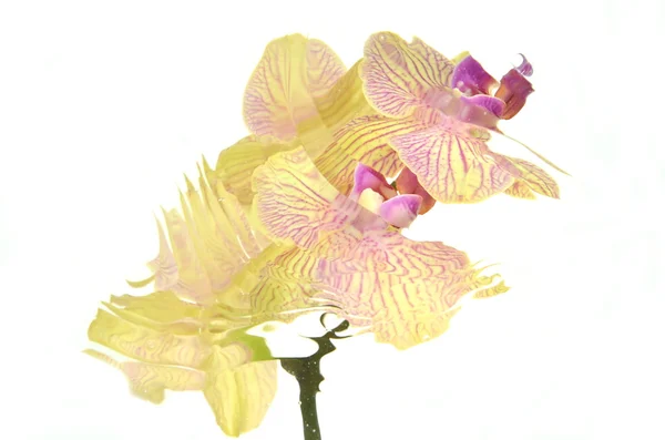 Wazig orchideeën geïsoleerd op witte achtergrond — Stockfoto