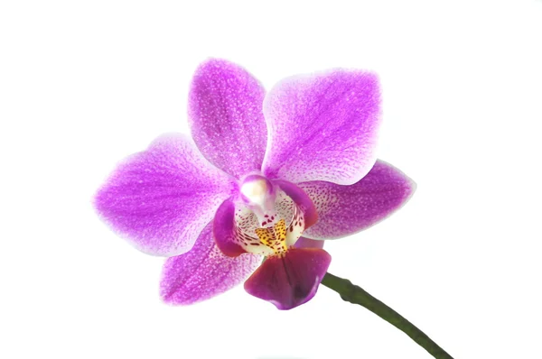 Wazig orchideeën geïsoleerd op witte achtergrond — Stockfoto