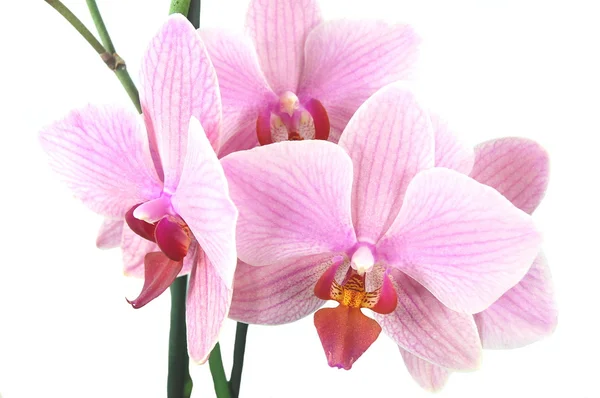 Flores de orquídeas isoladas no fundo branco — Fotografia de Stock