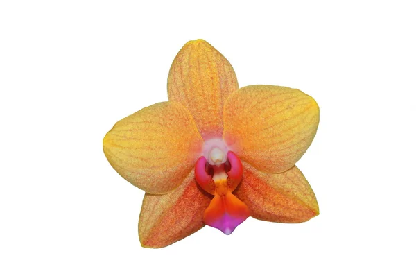 Orchidee bloemen geïsoleerd op witte achtergrond — Stockfoto