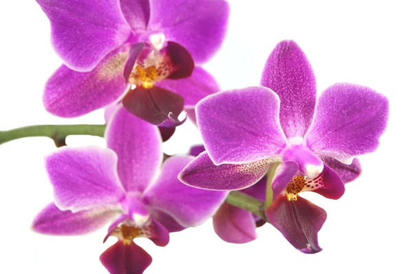 Beyaz arkaplanda izole edilmiş orkide çiçekleri — Stok fotoğraf