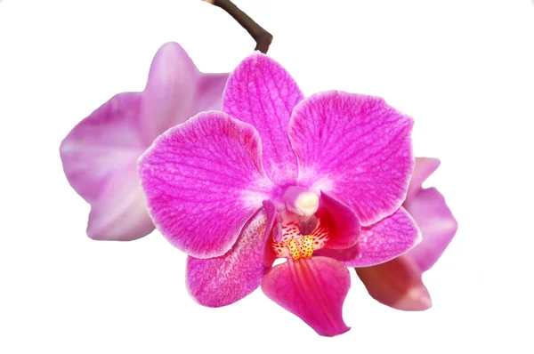 Orchidee bloemen geïsoleerd op witte achtergrond — Stockfoto