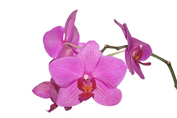 Orchidee bloemen geïsoleerd op witte achtergrond — Stockfoto