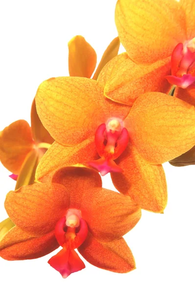 Flores de orquídea aisladas sobre fondo blanco — Foto de Stock