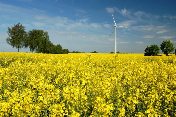 Vindkraftverk på raps fält — Stockfoto