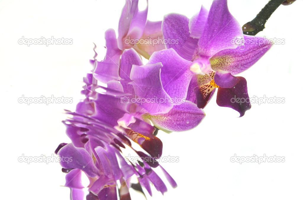 Blurred orchids isolated on white background