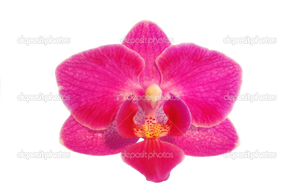 orchid flowers isolated on white background