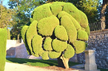 Servi ağaçları retiro Park Madrid, İspanya