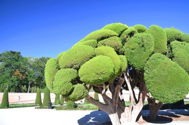 Servi ağaçları retiro Park Madrid, İspanya