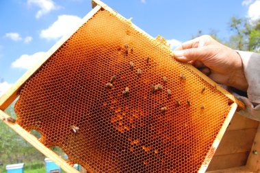 Arılara petek çerçevesinde