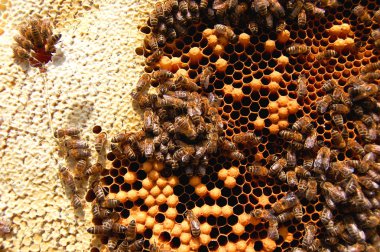 Arılara petek üzerinde