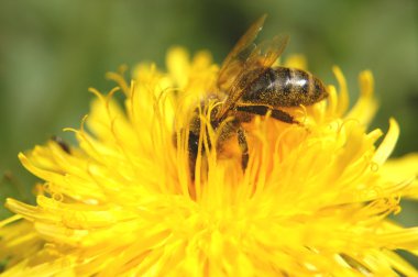 Karahindiba çiçeğinin üzerindeki arı