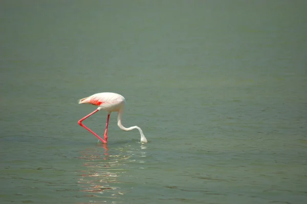 Flamingo på en grund sjö i calpe, Spanien — Stockfoto