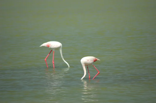 Flamingos on a shallow lake in Calpe, Spain — Stock Photo, Image