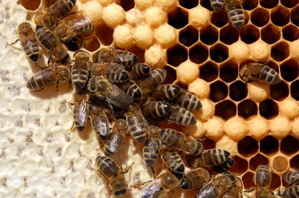 Bin på honeycomb — Stockfoto