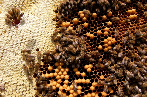 Abejas en panal — Foto de Stock