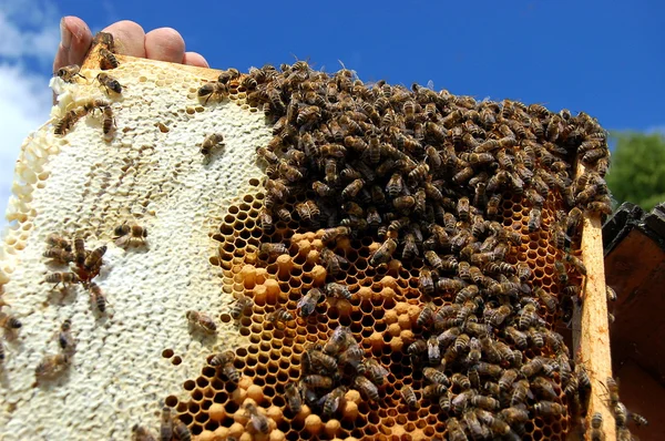 Bienen auf Wabenrahmen — Stockfoto