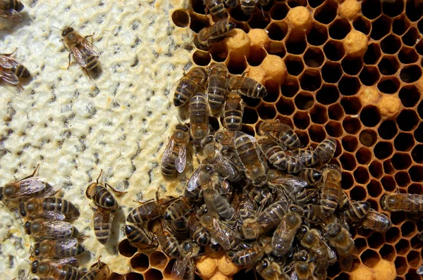 Abejas en panal — Foto de Stock