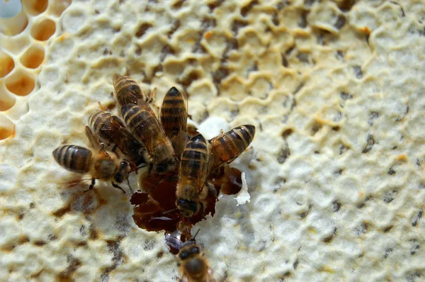 Bienen auf Waben — Stockfoto