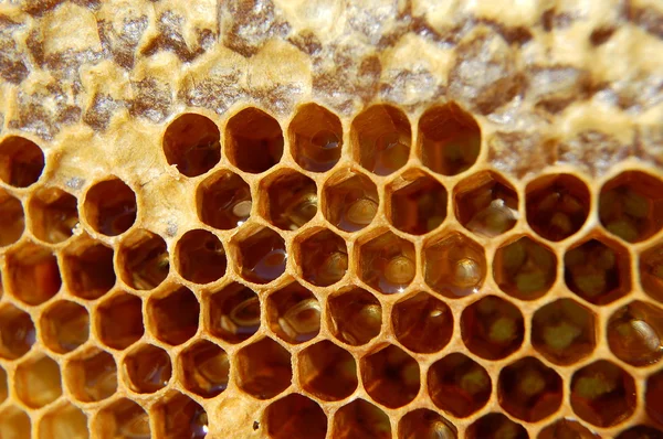 Peine de abeja — Foto de Stock