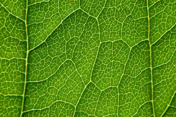 Struktur av ett löv — Stockfoto
