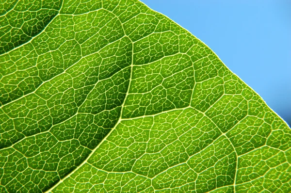 Structure of a leaf — Stock Photo, Image