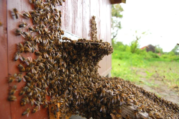Um enxame de abelhas está a assentar uma colmeia — Fotografia de Stock