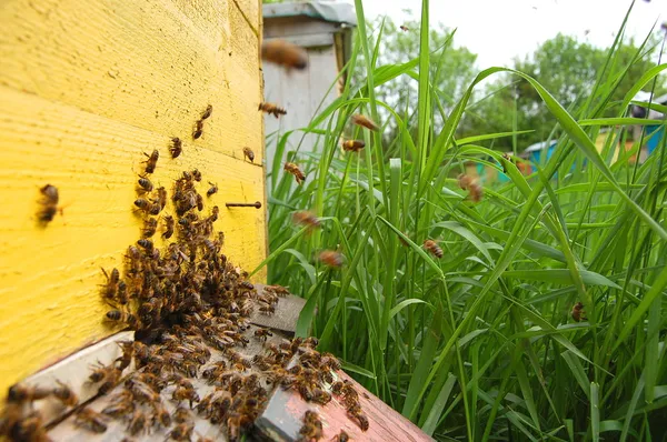 Un enjambre de abejas se asienta en una colmena —  Fotos de Stock