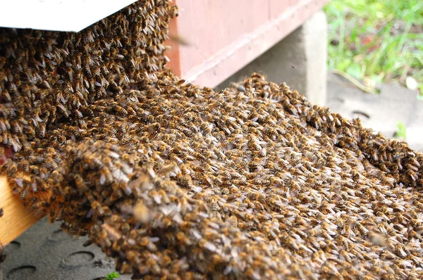 Un enjambre de abejas se asienta en una colmena — Foto de Stock