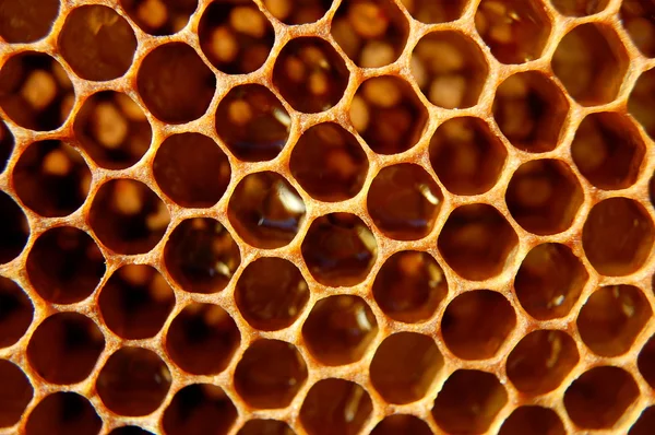 Bienenwaben — Stockfoto