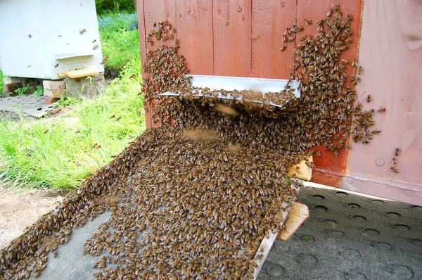 Un enjambre de abejas se asienta en una colmena —  Fotos de Stock