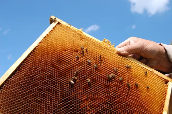 Abejas en marco panal —  Fotos de Stock