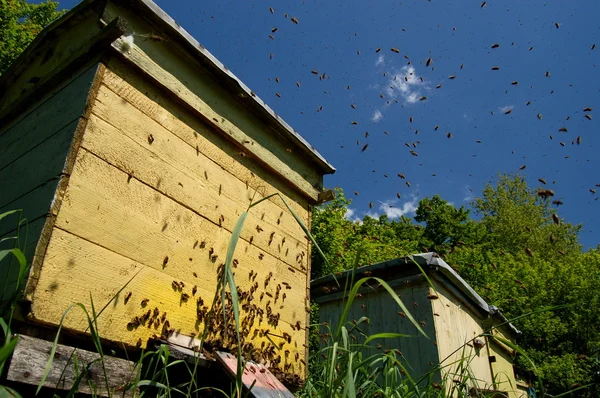 Un essaim d'abeilles dans le rucher — Photo