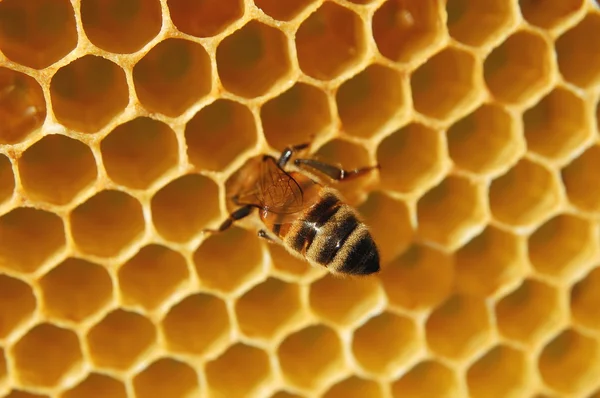 Biene auf Wabe — Stockfoto