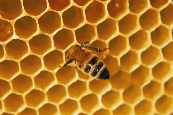 Bee on honeycomb — Stock Photo, Image