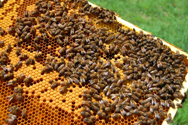 Pszczoły na plastrze miodu — Zdjęcie stockowe