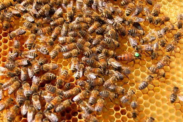 Abelhas em favo de mel — Fotografia de Stock