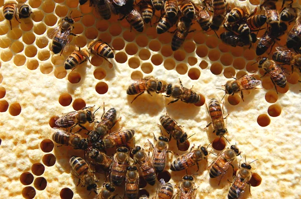 Bienen auf Waben — Stockfoto